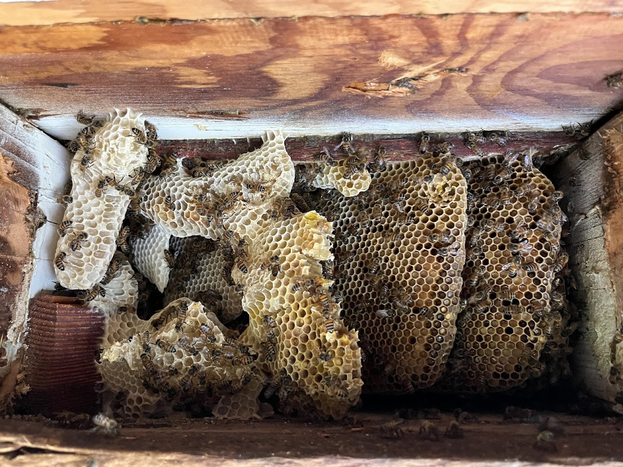 Stung and Sticky Beekeeper, LLC project