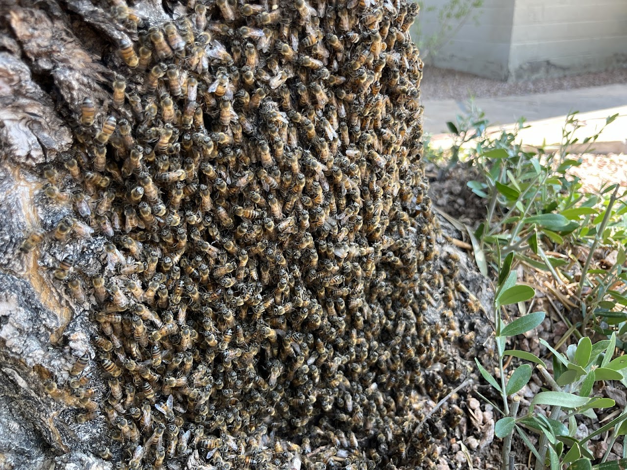 Stung and Sticky Beekeeper, LLC project