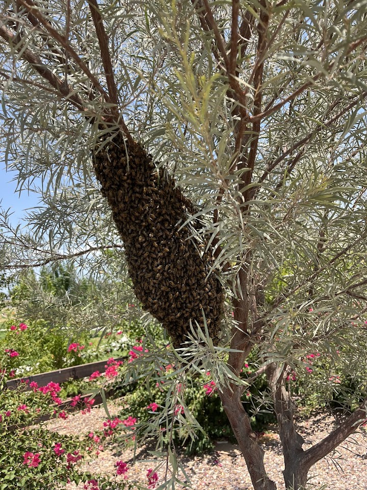 Stung and Sticky Beekeeper, LLC project